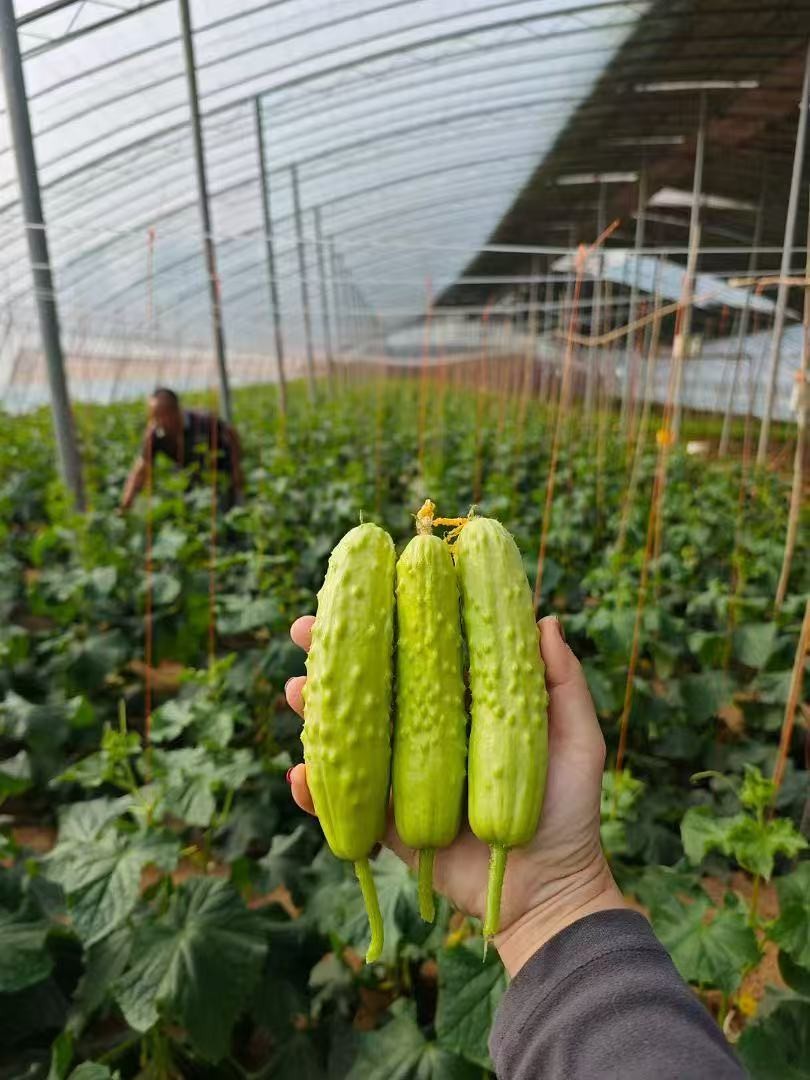 草莓采摘、蔬菜采摘