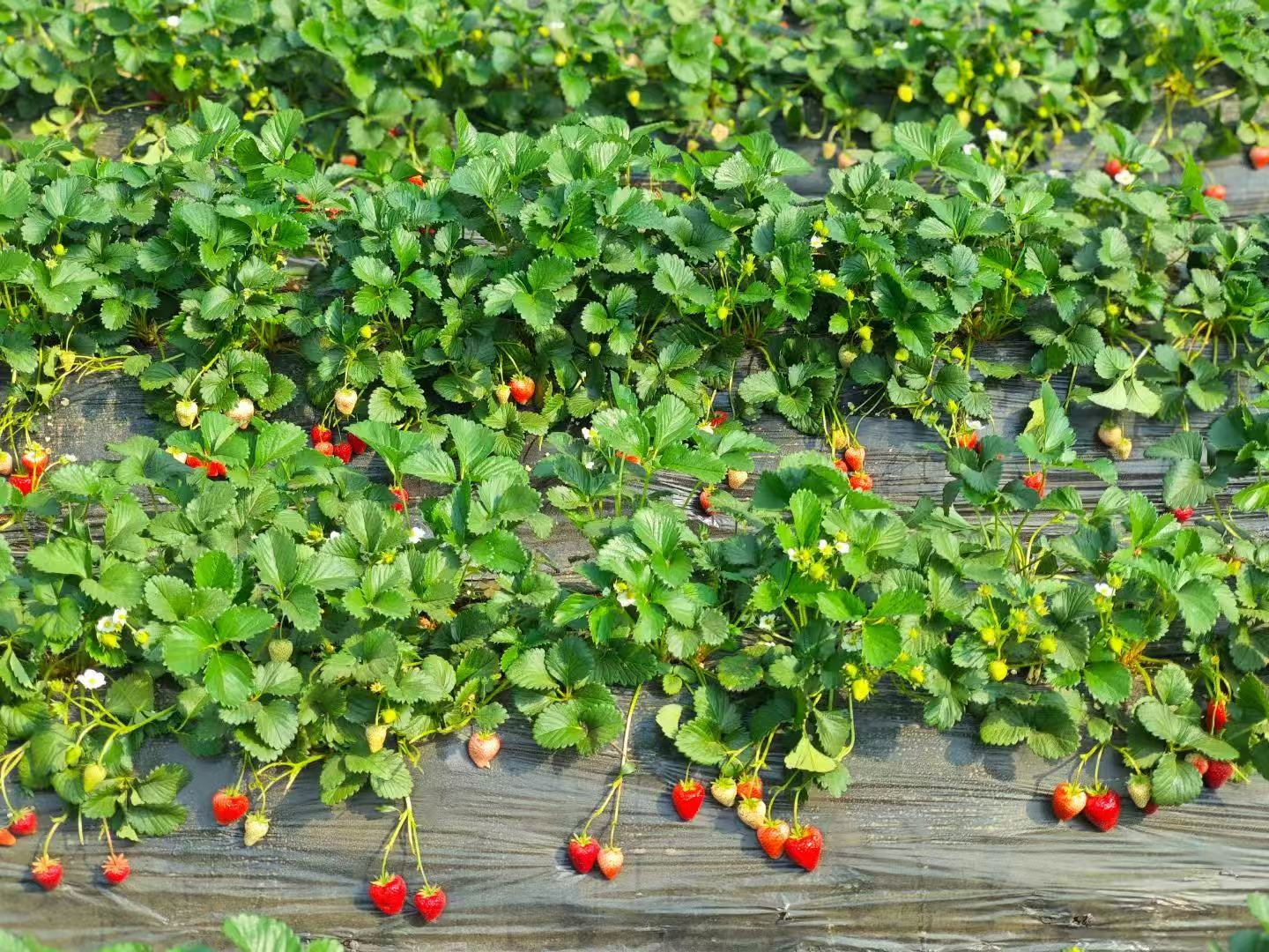 草莓采摘、蔬菜采摘